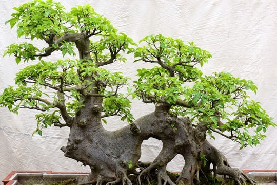 4 loại cây quen thuộc được xem là "thần giữ lộc", nhiều nhà trồng mà không để ý