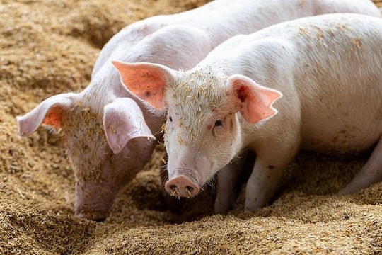 Giá heo hơi hôm nay 20/12/2025: Vượt mốc 68.000 đồng/kg