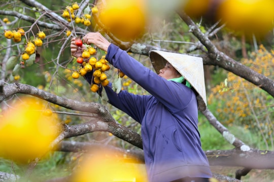 Nông dân Nghệ An giữ gìn giống trái truyền thống trăm năm, bí quyết làm giàu dưới chân núi Đại Huệ