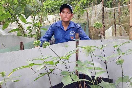 Người nông dân Đà Nẵng nhờ thứ đặc sản quý của thế giới mà đổi đời