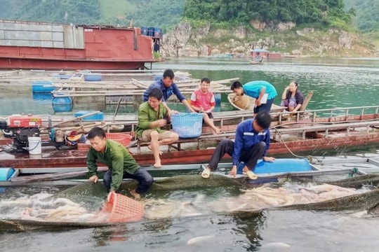 Nông dân Phú Thọ rời rẫy ngô, sắn để bám hồ thủy điện nuôi đặc sản làm giàu