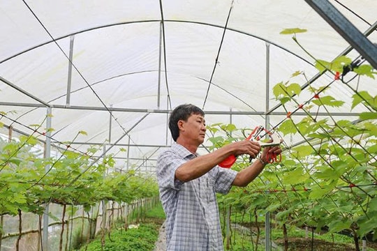 Nông dân Cà Mau trồng "chùm quả" trên đất rừng, mở lối làm giàu mới