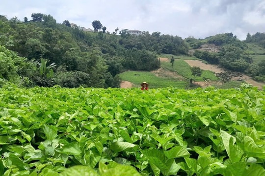 Nông dân trẻ Cao Bằng vượt khó, làm giàu từ những mô hình kinh tế mới lạ