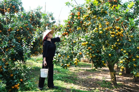 Bắc Ninh có vườn cam “mọc ngược đời”, quả phủ kín từ thân đến ngọn, cực hút khách dịp cuối năm