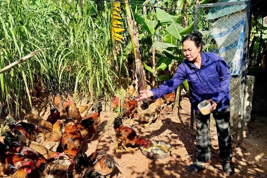 Nông dân Quảng Trị “đổi cách nuôi”, mở ra hướng làm ăn 200 triệu đồng/năm