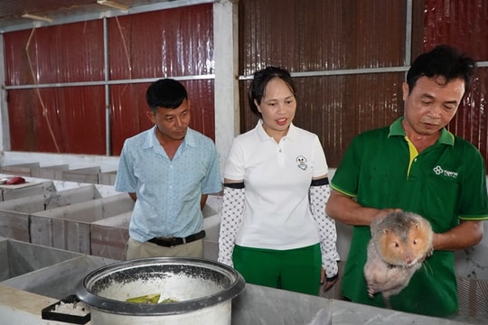 Nông dân Lào Cai nuôi giống vật lạ giá 800–900 nghìn/kg, mang lại hiệu quả rõ rệt