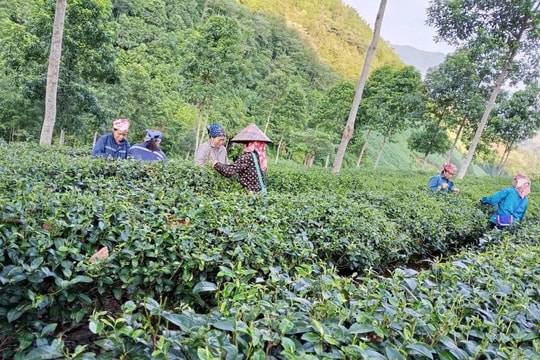 Nhờ cây "đặc sản", nông dân Lào Cai từng bước thoát cảnh thu nhập bấp bênh