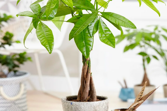 Đầu năm trồng cây gì để nhà vừa xanh mát vừa mang tài lộc cho gia chủ?