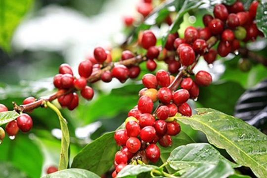 Giá cà phê hôm nay 29/12/2025: Thị trường trong nước và thế giới cùng bứt phá