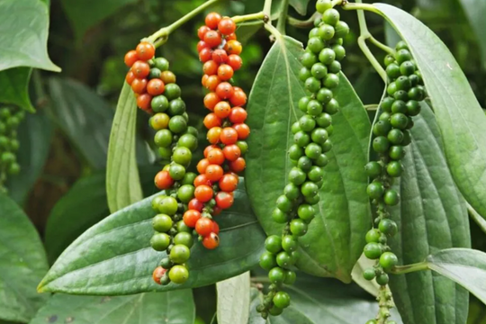 Giá tiêu hôm nay 29/12/2025: Giá cao nhất 151.000 đồng/kg