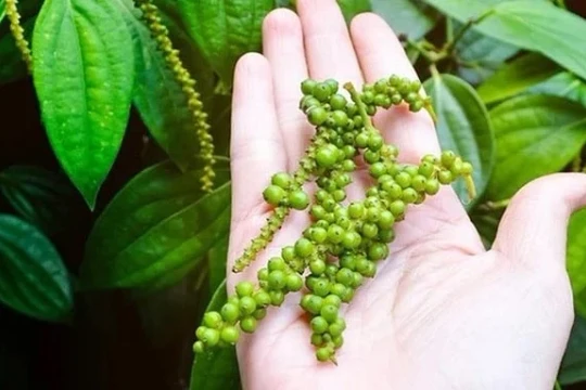 Giá tiêu hôm nay 30/12/2025: Giữ giá cao, lo ngại thiệt hại sau mưa lũ