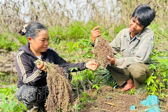 Nhờ giống cây "cao lương", người nông dân Gia Lai có cuộc sống ấm no