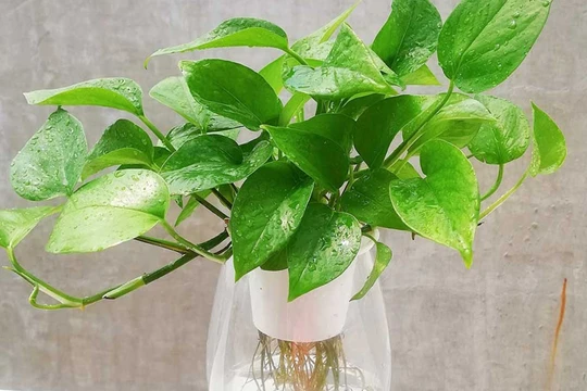 3 loại cây xanh được khuyên nên trồng để tốt cho sức khỏe và không khí trong nhà