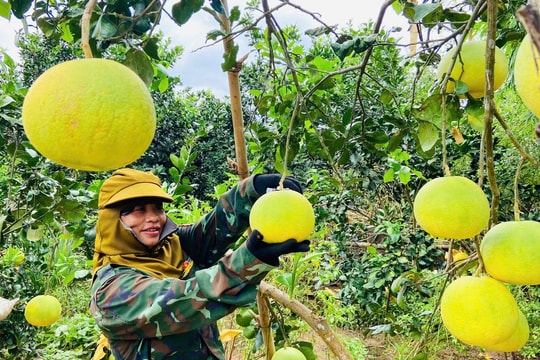 Nông dân xã Tuyên Sơn đổi cây keo, cây sắn sang trồng "đặc sản quý"