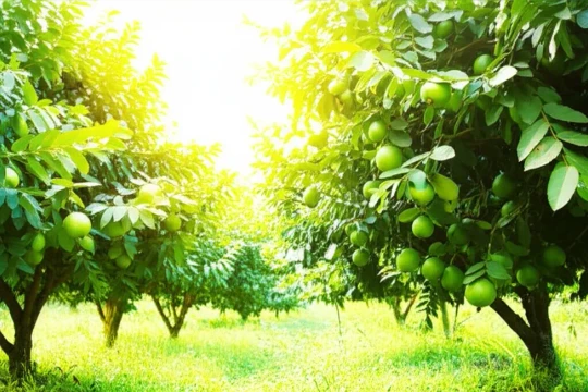Giá chỉ vài chục nghìn một kg, loại quả này cực giàu dinh dưỡng, tốt cho tim mạch và tiêu hóa không hề nhỏ