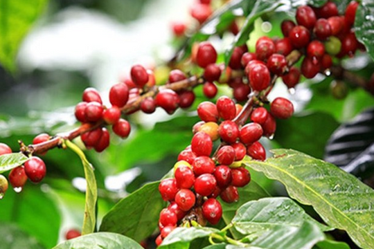 Giá cà phê hôm nay 5/1/2026: Tiến sát mốc 100.000 đồng/kg