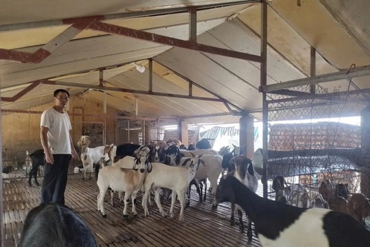 Nông dân Hưng Yên thu tiền tỷ từ mô hình "3 trong 1" hiệu quả