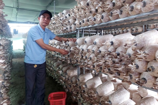 Nông dân An Giang chọn "trồng bào ngư trên cạn" để làm giàu, thu về hàng trăm triệu dễ dàng