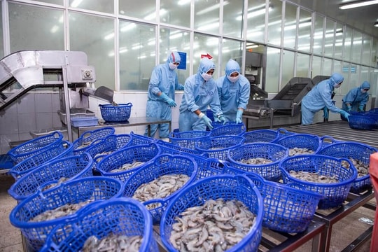 Lợi nhuận đi ngang, Sao Ta (FMC) khép lại năm nhiều thách thức với ngành thủy sản