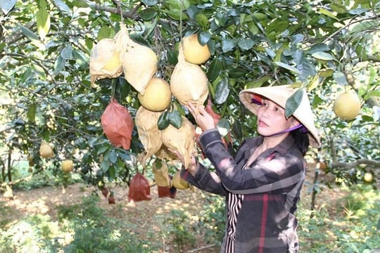 Nông dân Thanh Hóa làm giàu từ đặc sản "tiến vua"