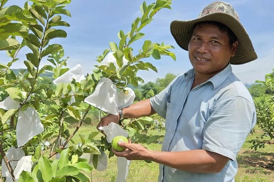 Nông dân miền núi Quảng Ngãi và hành trình làm giàu từ những triền đồi bạc màu