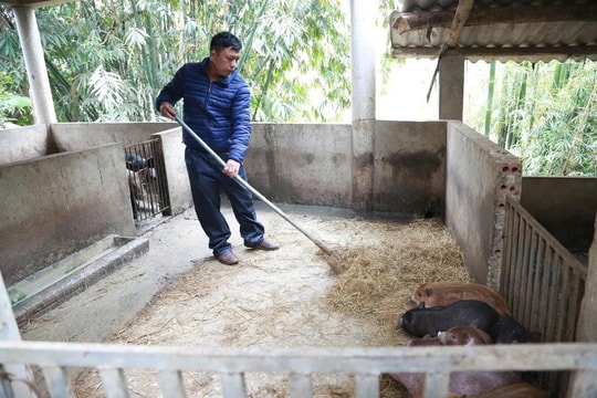 Nông dân Lào Cai chọn giống vật nuôi bản địa để tạo ra con đường thoát nghèo