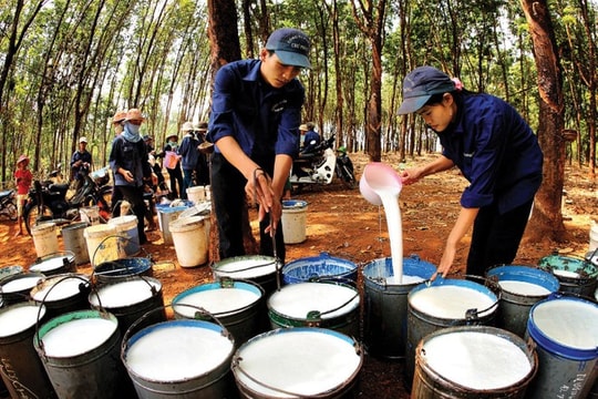 Giá cao su hôm nay 7/1: Diễn biến trái chiều khi chịu sức ép từ giá dầu và đồng yên