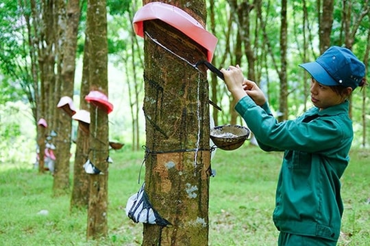 Nguồn cung cao su khan hiếm, cổ phiếu một doanh nghiệp đầu ngành được dự báo sớm bứt tốc