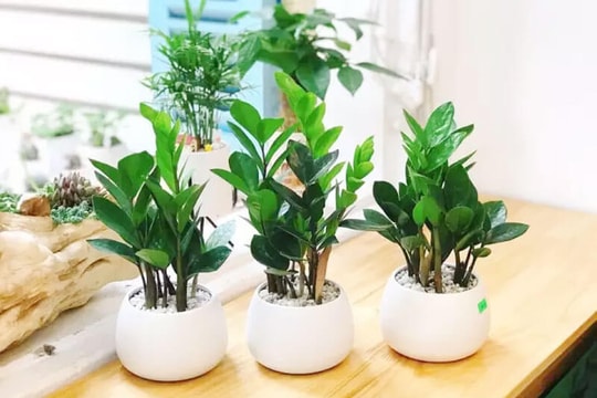 3 loại cây đặt trong phòng khách giúp năm mới Bính Ngọ may mắn, tiền – tài đều có