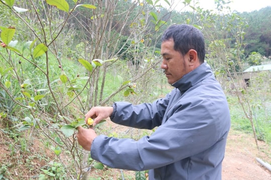 Giống cây bản địa đang giúp nông dân Lạng Sơn kiếm về thu nhập hàng trăm triệu