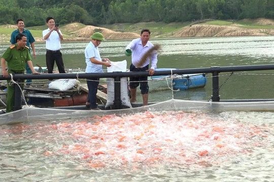 Nông dân Gia Lai thu bình quân hơn 100 triệu/năm nhờ nuôi giống cá ngon, xuất khẩu cả sang Nhật Bản