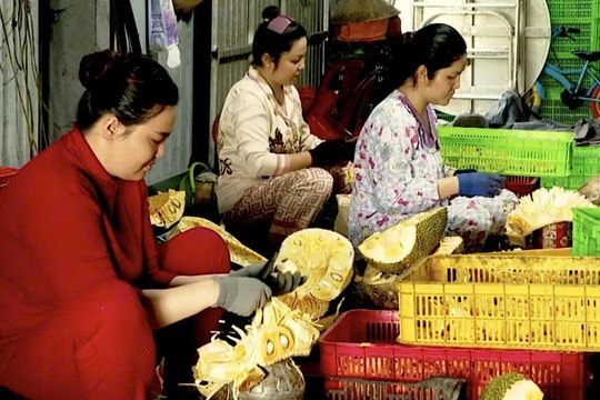Nông dân Đồng Tháp biến những trái mít bỏ ngoài vườn thành nguồn thu mới