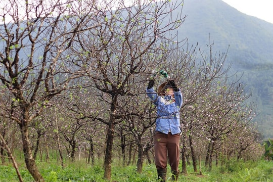 Gần Tết, nông dân Thanh Hóa bận rộn làm giàu với những gốc "đặc sản quý"