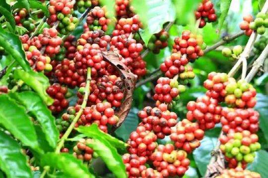 Giá cà phê hôm nay 10/1/2026: Tiếp tục giảm nhẹ