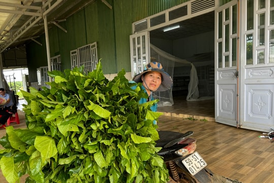 Nông dân Lâm Đồng nuôi thứ "ngọ nguậy" theo cách mới, vừa làm giàu, vừa giữ được nghề truyền thống