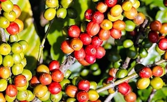 Giá cà phê hôm nay 13/1/2026: Nguồn cung tăng gây áp lực, thị trường chịu sức ép giảm