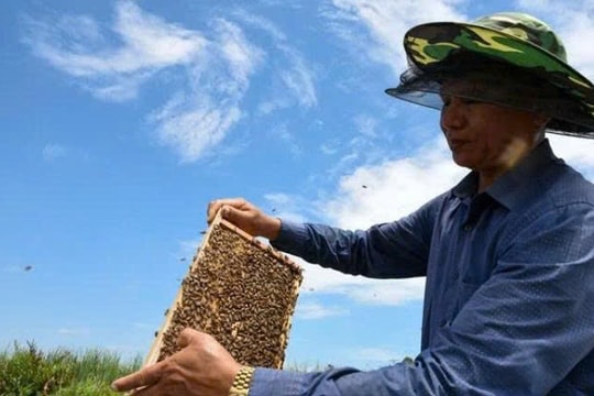 Nuôi giống 'con bé nhỏ' tại rừng ngập mặn, nông dân Hải Phòng thu về tay cả nửa tỷ đồng/năm
