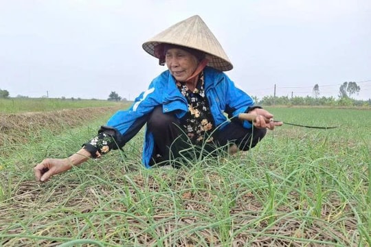 Nông dân Thanh Hóa trồng thử nghiệm giống gia vị "quen mà lạ", mang về nguồn thu hàng trăm triệu đồng mỗi hecta