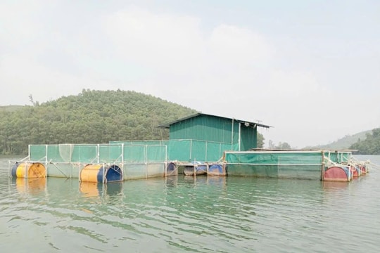 Nhờ "vùng nước vàng", nông dân Quảng Trị tìm ra hướng làm giàu mới