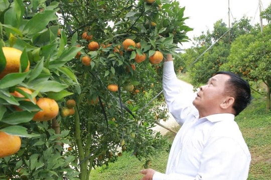 Nông dân Sơn La bỏ cây ngắn ngày, trồng giống quả ngọt trồng trên đất dốc, mở ra mùa thu hoạch tiền tỷ