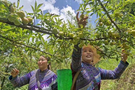 Trồng ngô không hiệu quả, nông dân Lào Cai chuyển hướng sang giống cây ôn đới để nâng cao thu nhập