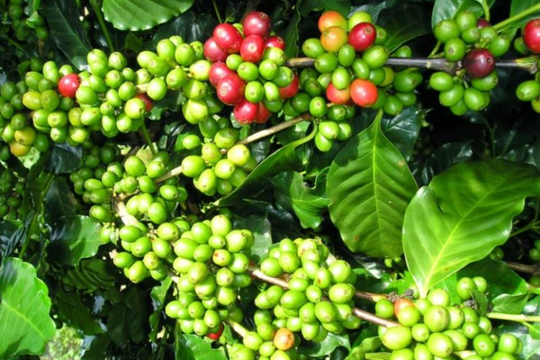 Giá cà phê hôm nay 16/1/2026: Robusta vững giá, arabica quay đầu giảm vì đồng Real suy yếu