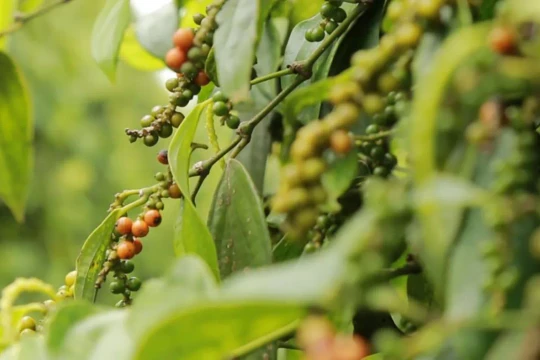 Giá tiêu hôm nay 16/1/2026: Duy trì ở mức 149.000–152.000 đồng/kg