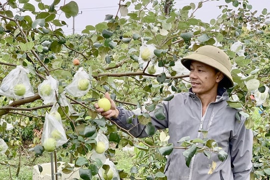 Nông dân Hưng Yên chuyển sang trồng giống trái chất lượng cao, " cháy hàng" với giá bán 100.000 đồng/kg