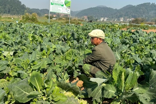 Mô hình chuẩn VietGap đang giúp nông dân Lạng Sơn thu quả ngọt