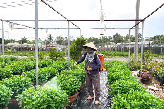 Mưa lũ tàn phá làng hoa, người dân Đà Nẵng vẫn bám vườn chờ Tết