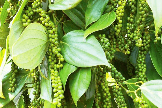 Giá tiêu hôm nay 17/1/2026: Giảm đồng loạt trong nước và xuất khẩu