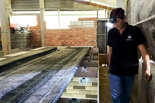 Nông dân trẻ Tây Ninh chọn mô hình khác biệt, "kiếm bộn tiền" ngay trên mảnh đất quê nhà