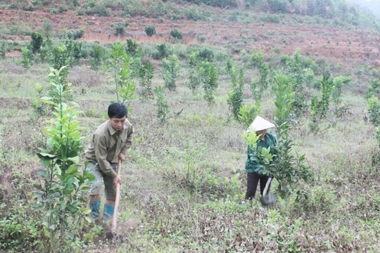 Tìm thấy "bí quyết" mới trên sườn đồi, nông dân Sơn La đều tay thu về hàng trăm triệu mỗi năm