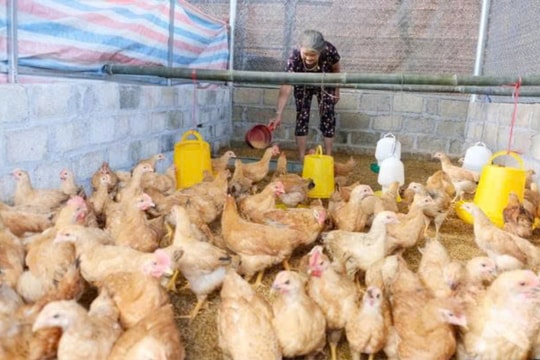 Nông dân Thái Nguyên thay đổi cuộc sống, tăng thu nhập nhờ mô hình mới lạ, bền vững